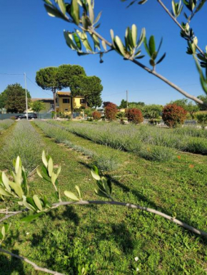 CaSAle